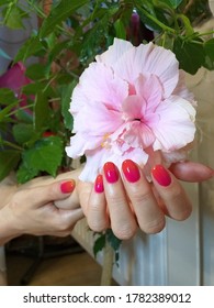 a large flower delicate pink rose  Raspberry pink shade gel polish  gradient nails orange color