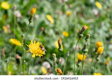 Large flower field. A bee sits on a yellow flower. Pollination of flowers. Honey pasture. Kulbaba autumn