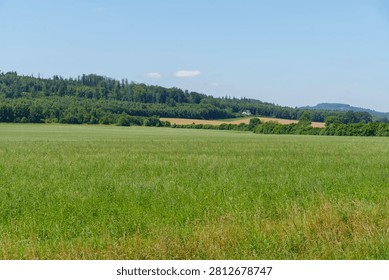 Large flower meadow with a view of cornfields