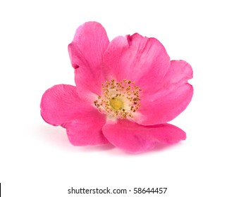 Large Flower Pink Wild Rose, Isolated On A White Background.