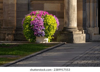 large flower pot with colorful pink blossoms in scenic sunlight next to a column of the historic city palace in Fulda, Germany