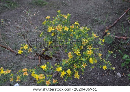 Large flowering St. John’s wort (Hypericum kouytchense)