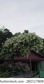 Large flowering tree with clusters of small white blossoms growing in front of a traditional rural house, surrounded by lush tropical vegetation and pink flowers.