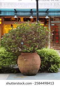 Large flowering tree in a pot