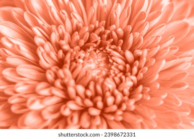 Large flowers of Chrysanthemum in peach fuzz color. 2024 color concept. Landscape design. Chrysanthemum pattern in flowers garden. Close up. - Powered by Shutterstock