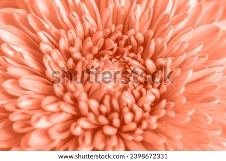 Large flowers of Chrysanthemum in peach fuzz color. 2024 color concept. Landscape design. Chrysanthemum pattern in flowers garden. Close up.