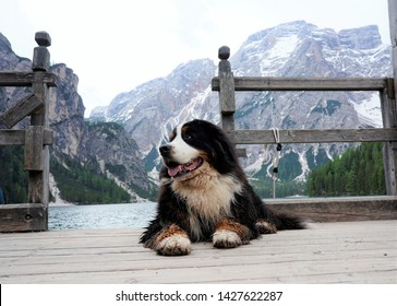 Large and fluffy Bernese Mountain Dog lying on the wooden pier of the mountains lake, looking away from the camera. Mountains in the background, Lago di Braies, Italy 