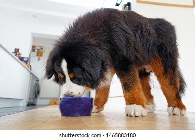 Large Fluffy Bernese Mountain Dog With Huge Paws Eating Out Of Blue Bowl . In The Kitchen, White Background