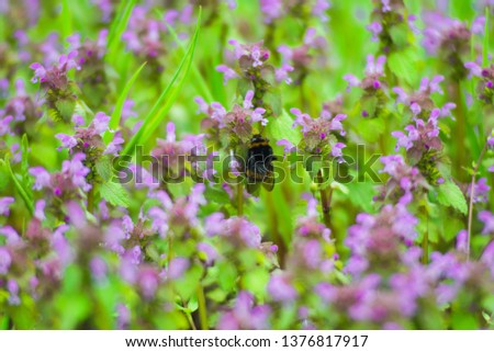 Similar – Hummel auf einer vom Sonnenlicht beleuchteten Wiese, um Nektar zu sammeln. Sonnenuntergang, warmes Licht