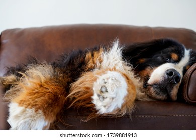 Large And Fluffy Dog With Huge Paws Sleeping On The Sofa. 