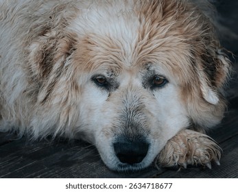 A large, fluffy dog ​​with wet fur lies on a wooden deck, looking calmly at the details in its expressive eyes. - Powered by Shutterstock - Get 15% off with code: PIKWIZARD15