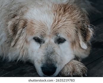 A large, fluffy dog ​​with wet fur lies on a wooden deck, looking calmly at the details in its expressive eyes. - Powered by Shutterstock - Get 15% off with code: PIKWIZARD15