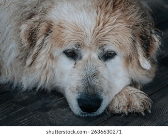 A large, fluffy dog ​​with wet fur lies on a wooden deck, looking calmly at the details in its expressive eyes. - Powered by Shutterstock - Get 15% off with code: PIKWIZARD15