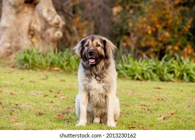 A large fluffy mixed-breed dog in a large garden. 