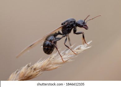 
Large Flying Ant On Cereal