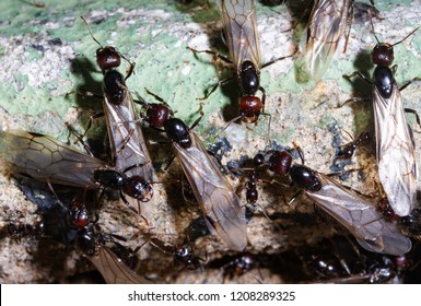 Large flying ants