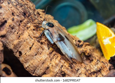 A Large Flying Flat Tropical Cockroach Sits On A Tree
