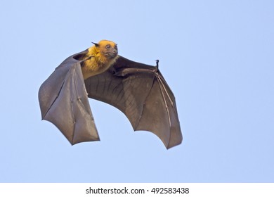 Large Flying Fox, Flying.