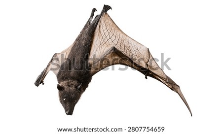 Large flying fox bat with brown fur and extended leathery wings