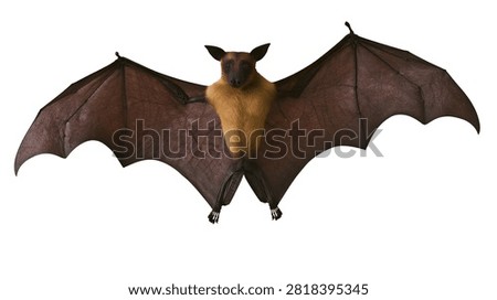 Large flying fox bat with brown fur and spread dark leathery wings