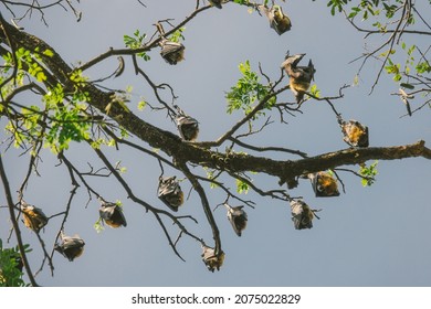 Large Flying Fox Bat Wild