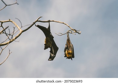 Large Flying Fox Bat Wild