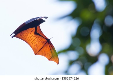 Large Flying Fox, Greater Flying Fox.