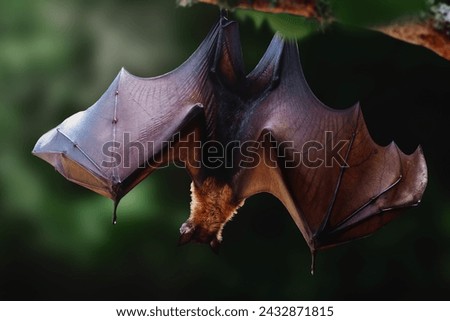 Large Flying Fox (Pteropus vampyrus) with open wings