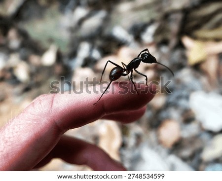 A large forest ant more then 3 cm long, soldier ants, Dinomyrmex gigas in the tropical forest of Malaysia, Penang Island. The largest ant in the world, world champion of the ant family