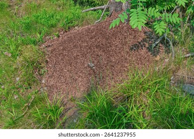 Large Forest Anthill at Tree Base. Busy Ant Colony Nest in the Forest.