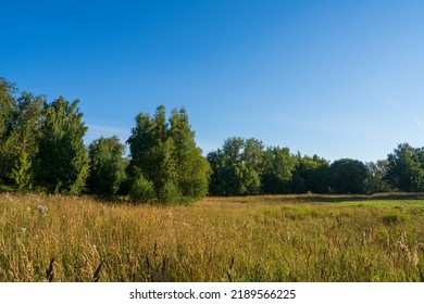 Large Forest Clearing. Classic Late Summer Landscape.