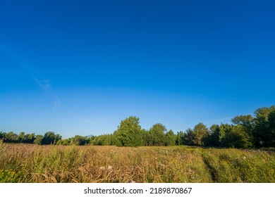 Large Forest Clearing. Classic Late Summer Landscape.