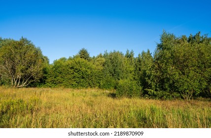 Large Forest Clearing. Classic Late Summer Landscape.