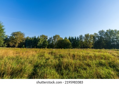 Large Forest Clearing. Classic Late Summer Landscape.