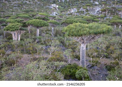 Large Forest Of Dragon Blood Tree Endemic To Socotra On A Rocky Mountain. Socotra, Yemen.