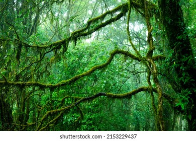 A Large Forest That Is Naturally Lush With Rain Water Falling.