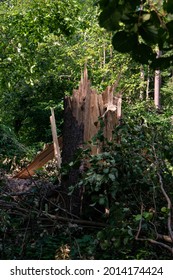Large forest tree snapped in half after massive storm. Large splinters, summer daytime, no people. Europe.