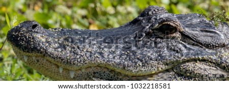 Large Format Close-up of an Alligator's Head