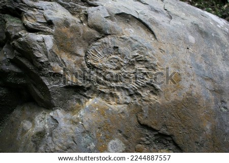 large fossil of an extinct molluscan ammonite inside rock