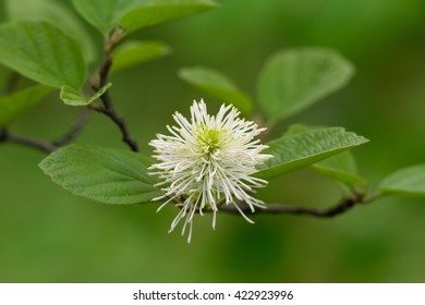  Large Fothergilla