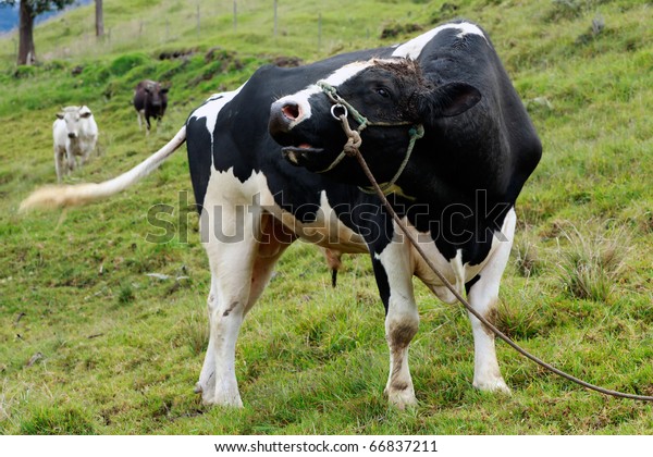 Large Free Range Holstein Bull Stock Photo Edit Now 66837211