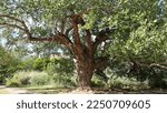 Large Fremont cottonwood tree with spreading branches, green leaves, and a rough bark along the river hiking trail at Capitol Reef National Park in Utah