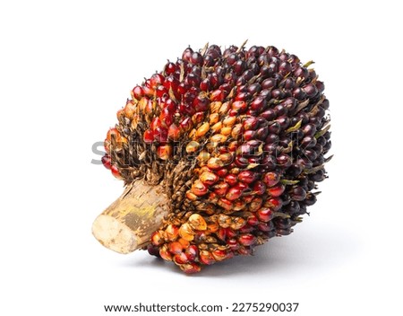 Large fresh palm oil bunch isolated on white background. Clipping path.