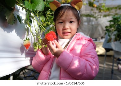 
Large fresh strawberries from the famous trees of the country