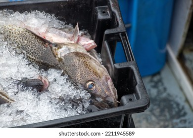 Large freshly caught Atlantic codfish in black plastic fish buckets preparing for processing. The fresh white cod fish is thick in the middle and laid on ice. A worker is holding the box with gloves. - Powered by Shutterstock