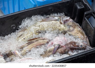 Large freshly caught Atlantic codfish in black plastic fish buckets preparing for processing. The fresh white cod fish is thick in the middle and laid on ice. A worker is holding the box with gloves. - Shutterstock ID 2235430857
