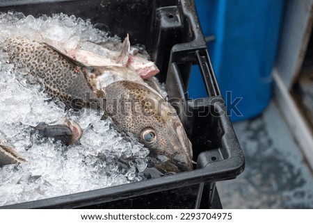 Large freshly caught Atlantic codfish in black plastic fish buckets preparing for processing. The fresh white cod fish is thick in the middle prior to being gutted, cleaned, and cut into loins. 