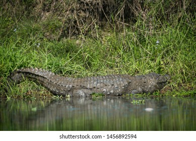 Large freshwater Mugger Crocodile basking on the banks of the Rapti river to regulate its body temperature