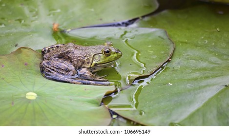 A Large Frog Poses On A Green Lilypad