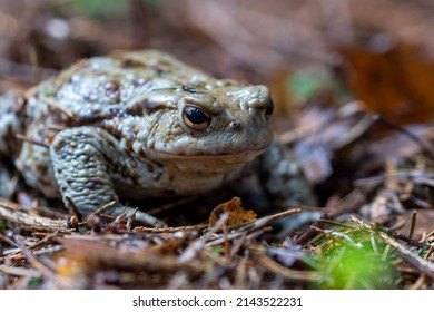 A Large Frog Sitting On The Forest Litter, Camouflage.